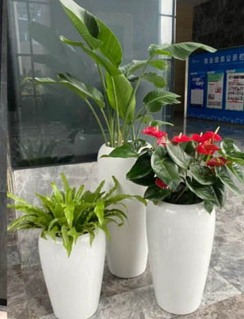 体验宁波杭州湾绿植出租设计，畅享绿色办公！